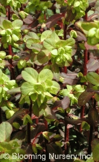 Euphorbia amygdaloides 'Rubra'                    